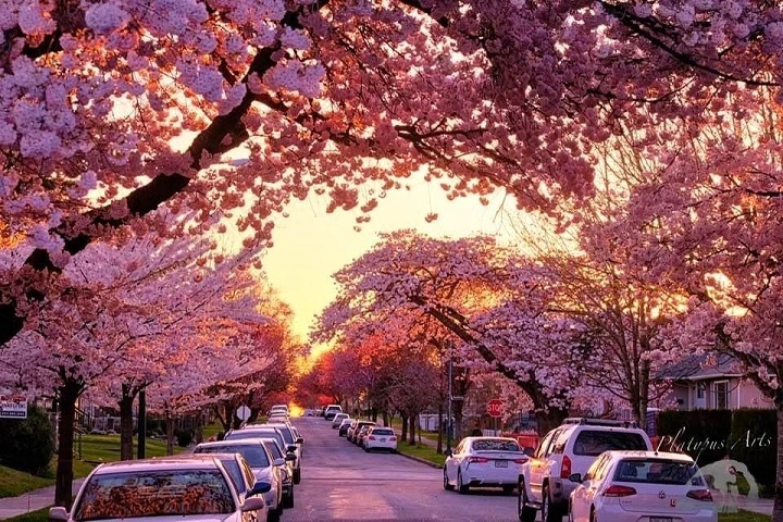 Cherry Blossom tree festival tour@Globalduniya